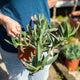 Carpobrotus quadrifidus