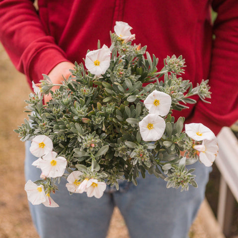 Simegarden Convolvulus cneorum 14 cm