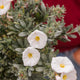 Simegarden Convolvulus cneorum 14 cm