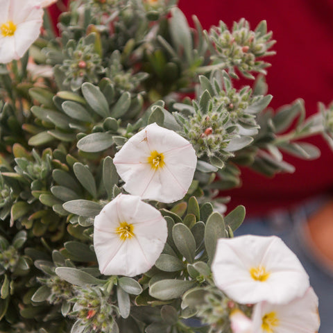 Simegarden Convolvulus cneorum 14 cm
