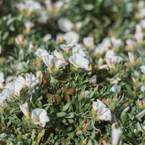 Convolvulus cneorum