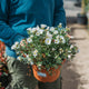 Convolvulus cneorum