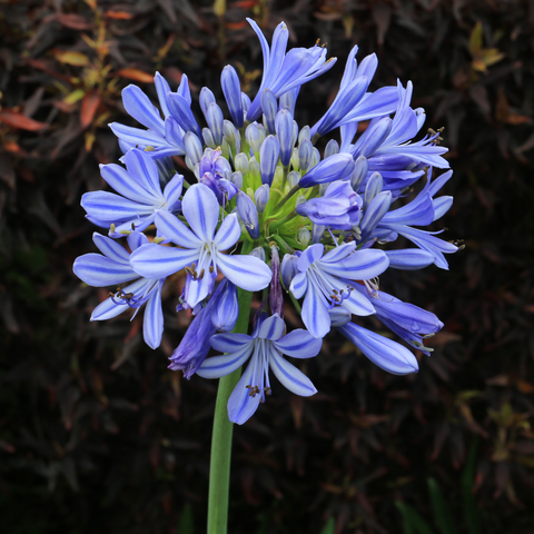 Agapanthus summer love blue