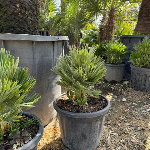 Palma nana Chamaerops humilis compacta