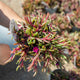 Delosperma "desert dancers"