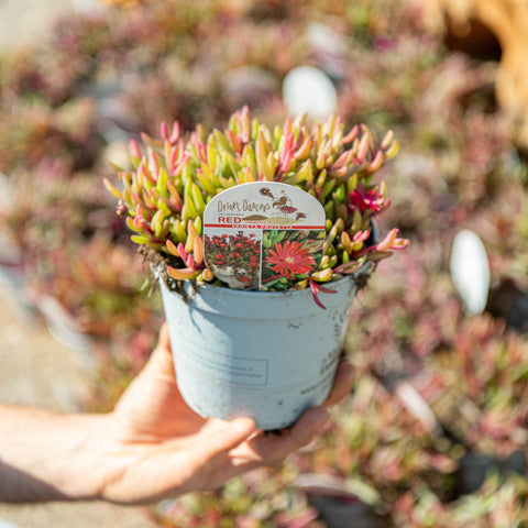 Delosperma "desert dancers"