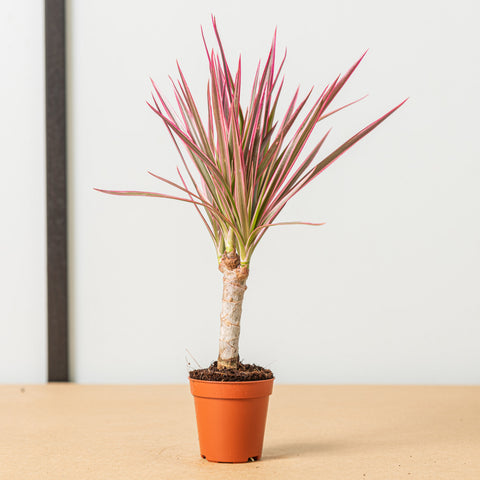 Simegarden Dracaena marginata tricolor
