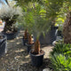 Phoenix roebelenii