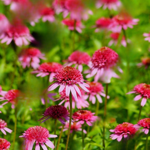 Echinacea purpurea Raspberry truffle
