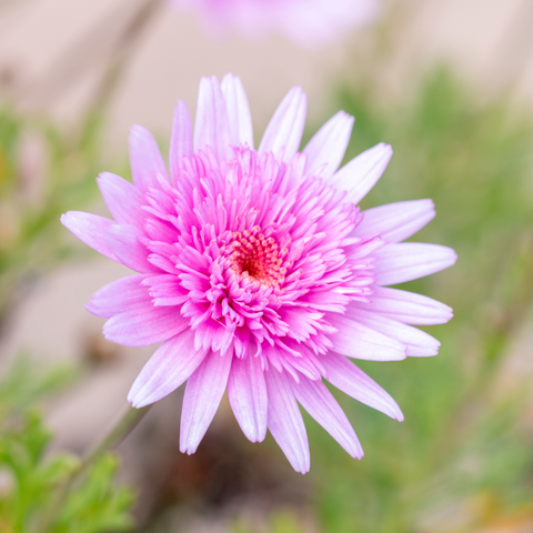 Echinacea purpurea mini belle