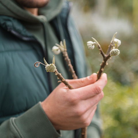 Simegarden Edgeworthia crysantha 19cm / 40+cm