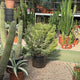 Euphorbia stenoclada