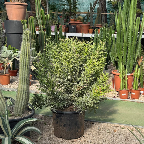 Euphorbia stenoclada