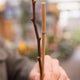 Simegarden Ginkgo biloba albero 19 cm - >60 cm