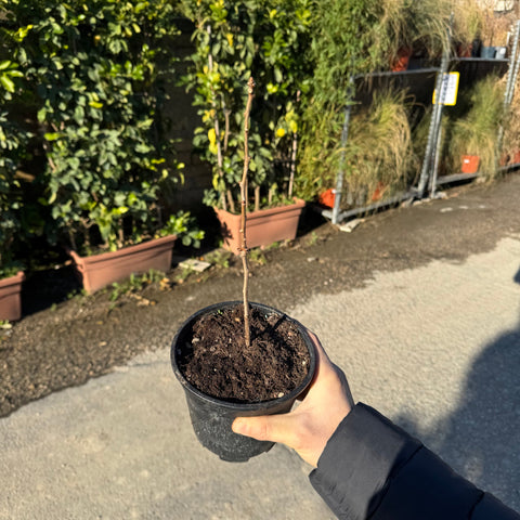 Simegarden Ginkgo biloba albero 15cm - >20cm