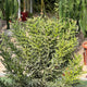 Euphorbia stenoclada