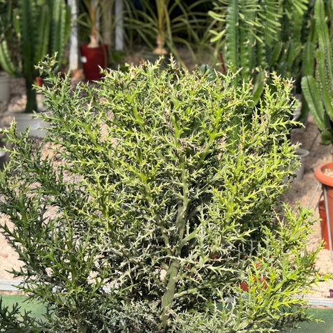 Euphorbia stenoclada