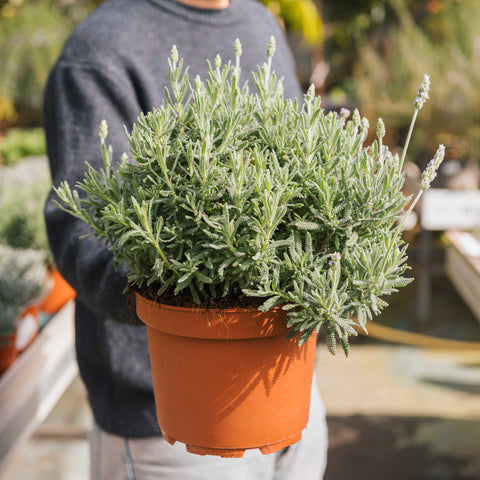 Simegarden Lavanda dentata