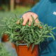 Lavanda dentata