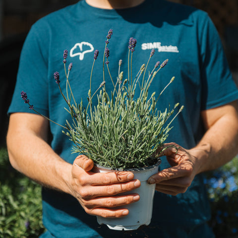 Lavanda pianta