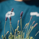 Lavanda pianta