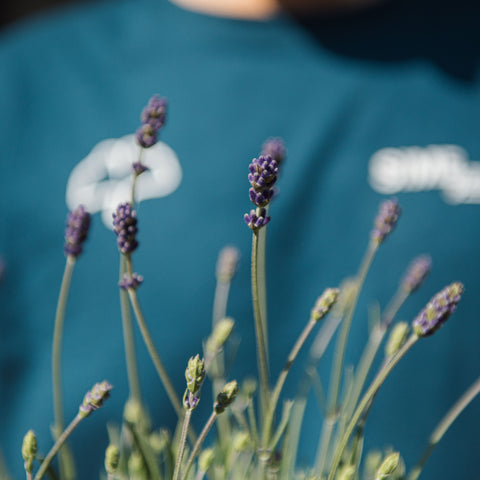 Lavanda pianta