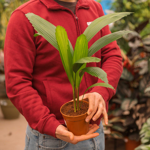 Simegarden Licuala grandis 12 cm