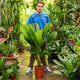 Simegarden Licuala grandis