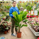 Simegarden Licuala grandis