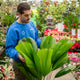 Simegarden Licuala grandis