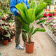 Simegarden Licuala grandis 27 cm