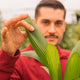 Simegarden Licuala grandis
