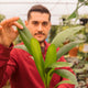 Simegarden Licuala grandis