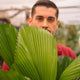 Simegarden Licuala grandis