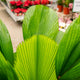 Simegarden Licuala grandis