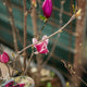 Magnolia soulangeana liliiflora genie