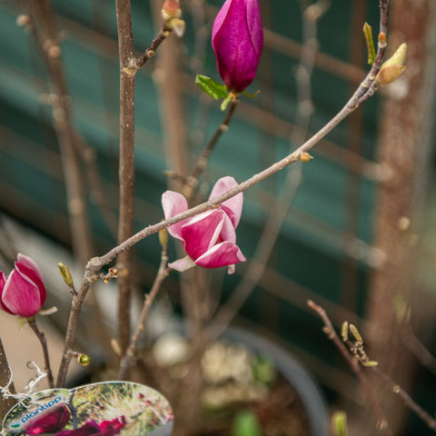 Magnolia soulangeana liliiflora genie