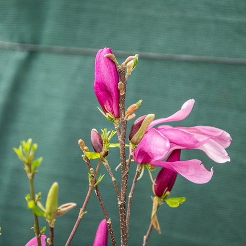 Magnolia susan