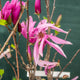 Magnolia susan