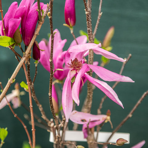 Magnolia susan