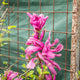 Magnolia susan