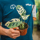 Monstera adansonii variegata