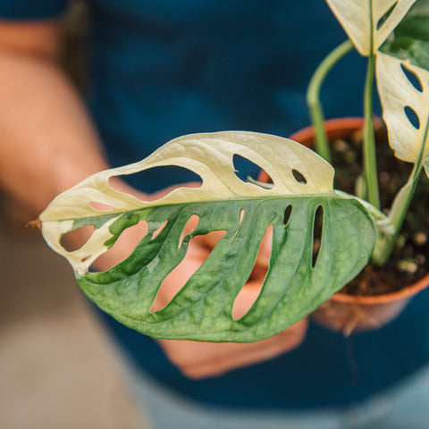 Monstera adansonii variegata