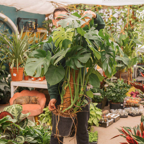 monstera deliciosa esterno Monstera Deliciosa rampicante
