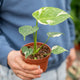 Monstera Thai constellation baby
