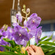 Orchidea Vanda