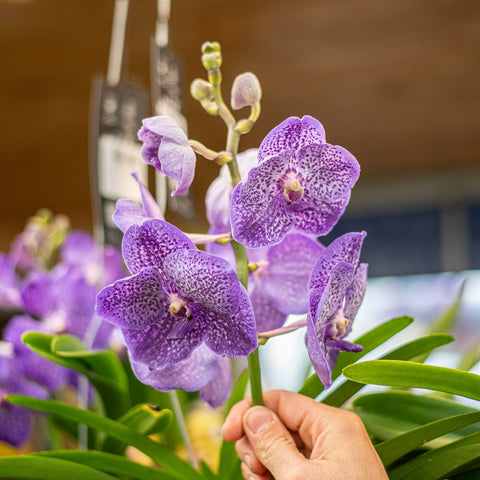 Orchidea Vanda