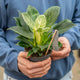 Philodendron birkin