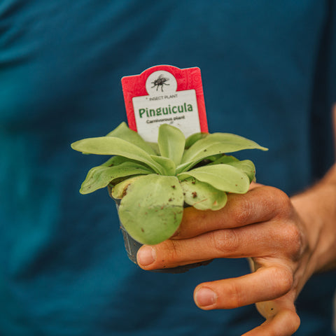 Pinguicula weser