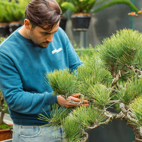 Pinus thunbergii bonsai
